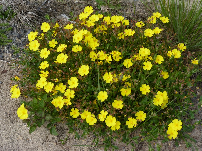 Halimium alyssoides photo